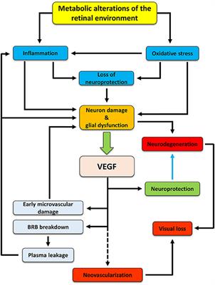 Relationships Between Neurodegeneration and Vascular Damage in Diabetic Retinopathy